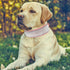 Bling Rhinestone Dog Collar, Soft Comfortable Stylish Adjustable Diamond Crystal Collar for Small Medium Large Dogs (M,