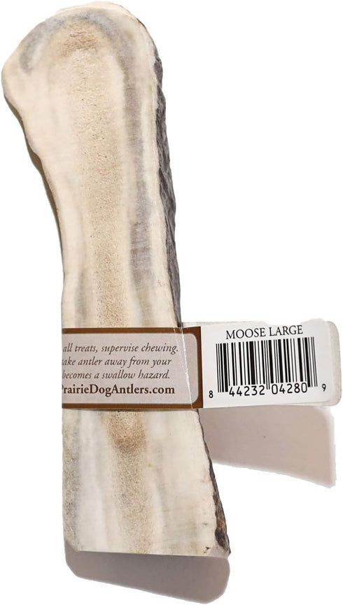 Prairie Dog Antlers - North American Split Moose Antler, Medium, 6-7.5 inches