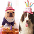Cute Dog Cat Birthday Cake Hat, Pet Cap with 5 Color Candles Design, Custom Accessory (One Size Fits Most, Blue)