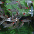 APGLSXY Stylish Leaf Design Acrylic Feeder Bowl for Shrimp Crabs and Small Fishtanks Pet