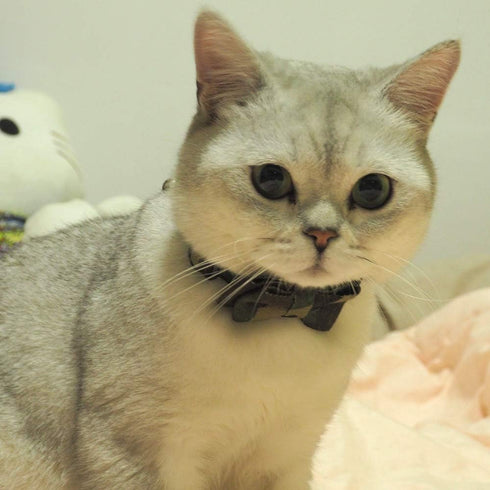 Cat Collar Bowtie with Bell, Quick Release Buckle Safety Breakaway Collar for Kittens (6.8-10.8in) - Camouflage 2