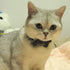 Cat Collar Bowtie with Bell, Quick Release Buckle Safety Breakaway Collar for Kittens (6.8-10.8in) - Camouflage 2