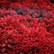 H'ra Red Rotala Rrotundifolia Aquarium Plants Live, 1 Bundle Rotala Aquatic Plants,