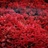 H'ra Red Rotala Rrotundifolia Aquarium Plants Live, 1 Bundle Rotala Aquatic Plants,