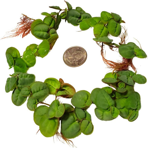 30+ 2 Leaves Red Root Floaters | Phyllanthus Fluitans (+Free Bonus Plant) Live Floating Plants for Aquarium | Day