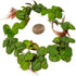 30+ 2 Leaves Red Root Floaters | Phyllanthus Fluitans (+Free Bonus Plant) Live Floating Plants for Aquarium | Day