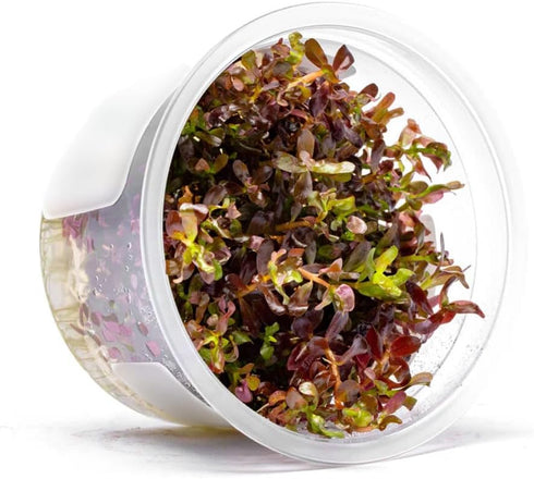 SubstrateSource Live Plant - Rotala Rotundifolia Blood Red (Rotala rotundifolia) - Midground