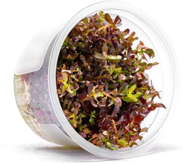SubstrateSource Live Plant - Rotala Rotundifolia Blood Red (Rotala rotundifolia) - Midground