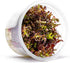SubstrateSource Live Plant - Rotala Rotundifolia Blood Red (Rotala rotundifolia) - Midground