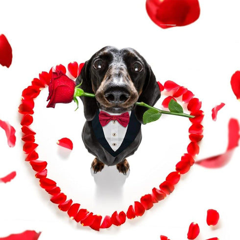 Dog Tuxedo Collar with Bowtie - Adjustable Formal Neckerchief for Wedding Party for Pets, Red