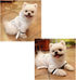 Stock Show Pet Pajama with Hood, Thickened Luxury Soft Cotton Bathrobe, Quick Drying Dog Towel, White, S
