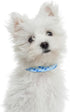 Mile High Life Dog Collar, Nylon Puppy Collars with Cute Patterns, Lightweight for Small/Medium/Large Dogs