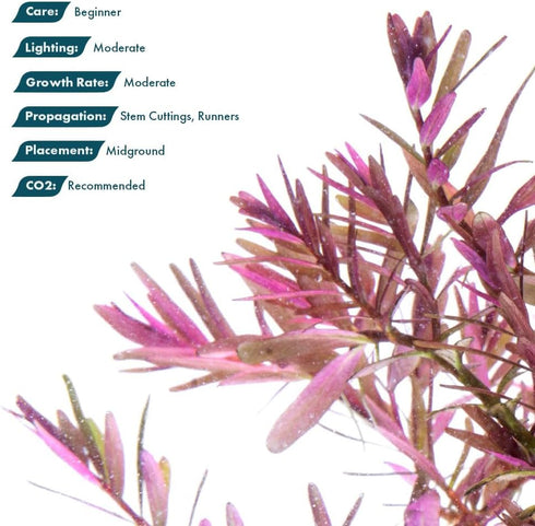 1 SubstrateSource Live Aquarium Red Stem Plants - Freshwater Aquatic Plant for Fish Tanks, Aquascaping - (Rotala Blood