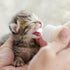40 0.98X0.63 Inch POPETPOP Pcs Silicone Pet Feeding Nipple - Replacement Bottle Nipples for Kittens & Puppy, Newborn