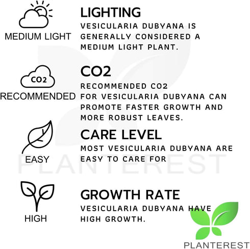 PLANTEREST BUY2GET1FREE Java Moss | Vesicularia Dubyana Freshwater Live Aquarium Plant