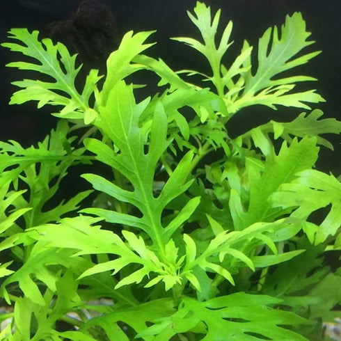 5-7 Water Wisteria Aquarium Live Plant Stems, Water Wisteria Live Aquatic Plants for Freshwater Aquarium, Live Aquarium
