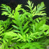 5-7 Water Wisteria Aquarium Live Plant Stems, Water Wisteria Live Aquatic Plants for Freshwater Aquarium, Live Aquarium