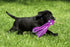 Squeaky Dog Toys, Durable Plush Puppy Toys for Small, Medium and Large Breeds, Tough Dog Toys for Boredom (Purple