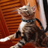 Enjoying Spiked Dog Collar - Spiky Cat Collar Leather Adjustable for Kitten, Black Extra Small