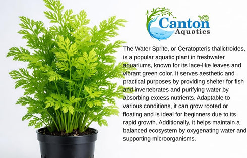 Water Sprite Indian Fern - Live Plants for Fish Tank, Live Aquarium Freshwater Plant, Easy Aquatic Plants for Beginner