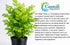 Water Sprite Indian Fern - Live Plants for Fish Tank, Live Aquarium Freshwater Plant, Easy Aquatic Plants for Beginner