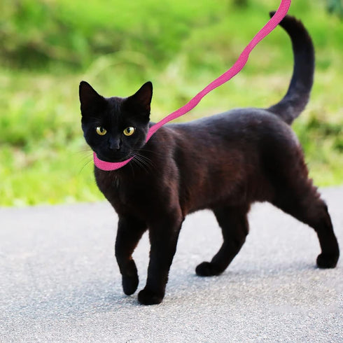 6 Packs Slip Lead Dog Leash, Durable and Comfortable for Cats, Dogs, and Small Animals