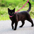6 Packs Slip Lead Dog Leash, Durable and Comfortable for Cats, Dogs, and Small Animals