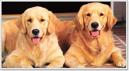 X2 Pcs (100ml) Dog Multivitamin Daily Essential Food Vitamins & Minerals Omega3 for Healthy Digestion, Skin, Coat,