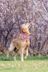 Lionheart Glory Dog Collar, Pink with Flower, Cute Floral Pattern Adjustable for X-Large Dogs