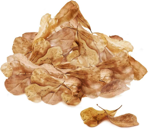 SunGrow 50 Pcs Mini Catappa Indian Almond Leaves for Shrimp Aquariums, Lowers pH and Pet Stress