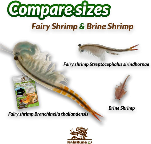 4 Freshwater Fairy Shirmp Eggs - for Hatching,High Protein Live Fish Food for Newborn Fry, Betta Fish, and Other