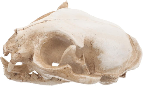 Amosfun Halloween Animal Scary Skeleton Props Resin Cat Skull Model Figurine Aquarium Fish Tank Landscape Decorations by Amosfun