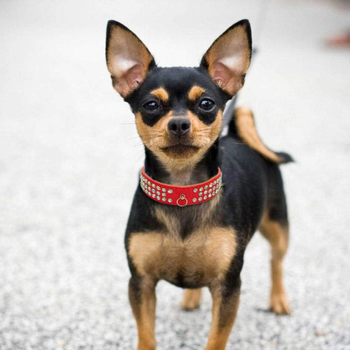 Cute Elegant Fancy Dazzling Sparkling Suede Leather 3 Rows Bling Rhinestone Crystal Small Pet Collar (Red, S)
