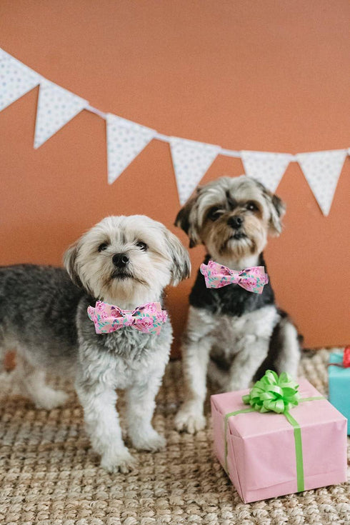 Lionheart Glory Floral Rose Print Dog Collar - Adjustable Soft Collar with Bowtie for X-Small Small Medium Large Dogs