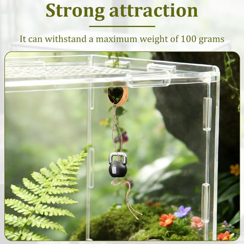 Lovarisse Insects(Wood,Size:4.5 3cm) Walnut Skin Spider Shelter,Magnetic Jumping Spider Habitat,Handmade Climbing