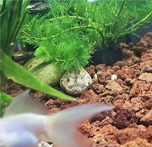 Eco-Friendly Alligator Figurine Aquarium Decor - Unique Fish Tank Accessories, ofigh-alligator-01