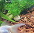 Eco-Friendly Alligator Figurine Aquarium Decor - Unique Fish Tank Accessories, ofigh-alligator-01