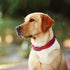 Fida Heavy Duty Dog Collar, Ultra Comfortable Soft Neoprene Padded Reflective Nylon Collar with Durable Metal Buckle