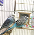 Bird Mirror Wooden Hanging Swing - Interactive Play Toys for Small Parrots, Budgies, Cockatiels (ONE)