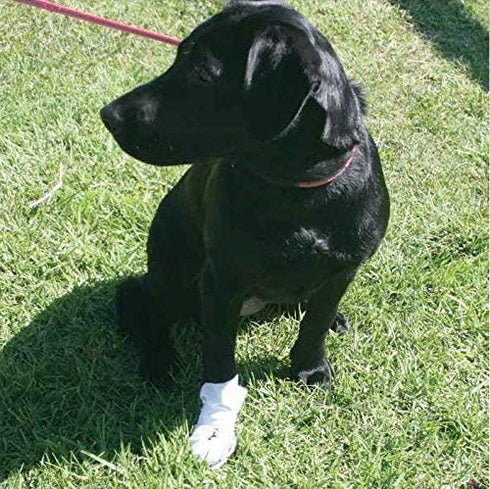 Wound Recovery Dog Boot 8-Pack by Nooby's, Medical Booties for Maximum Wound Protection, M 2.5" - 3.5" Width