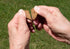 Zero/G Roasted Salmon Recipe Mini Dog Treats - 12 oz