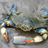 Personalized FWC Crab Trap Tags - Five Serialized Rust Proof ID Tags