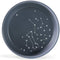 Fringe Studio "Celestial Small Stoneware Pet Bowl (478002) Navy