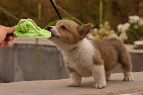 Sunglow Dog Toy Interactive Chewing Rope Ball - Natural Cotton Tug of War for Small Medium Dogs & Puppies