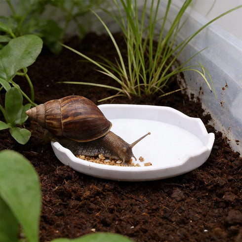 DQITJ 2 Pcs Snail Water and Food Bowl Hermit Crab Feeding Dish for Snail Crab Millipede Cricket Tarantula Insect
