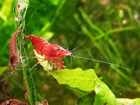 Generic 10 Pack Freshwater Aquarium Shrimp: Red Cherry Shrimp
