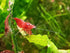 Generic 10 Pack Freshwater Aquarium Shrimp: Red Cherry Shrimp