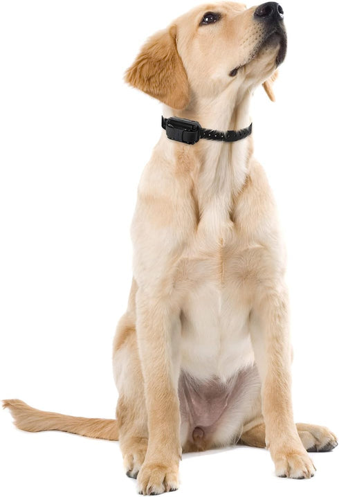 Educator Remote Dog Training Collars with Stainless Steel Contact Points, Long 3/4-Inch