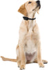 Educator Remote Dog Training Collars with Stainless Steel Contact Points, Long 3/4-Inch