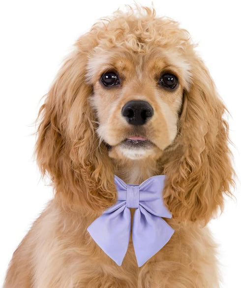 Maca Bates Dog Collar with Bow Tie, Adjustable Breakaway Violet for Small to XL Dogs